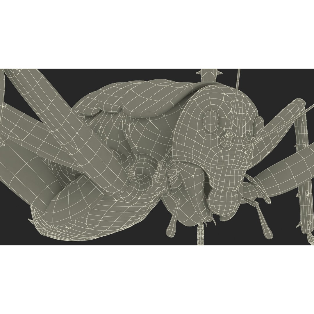 Weta Cricket 3D Model – High Quality Insect Model, FBX, PBR Textures - View 43