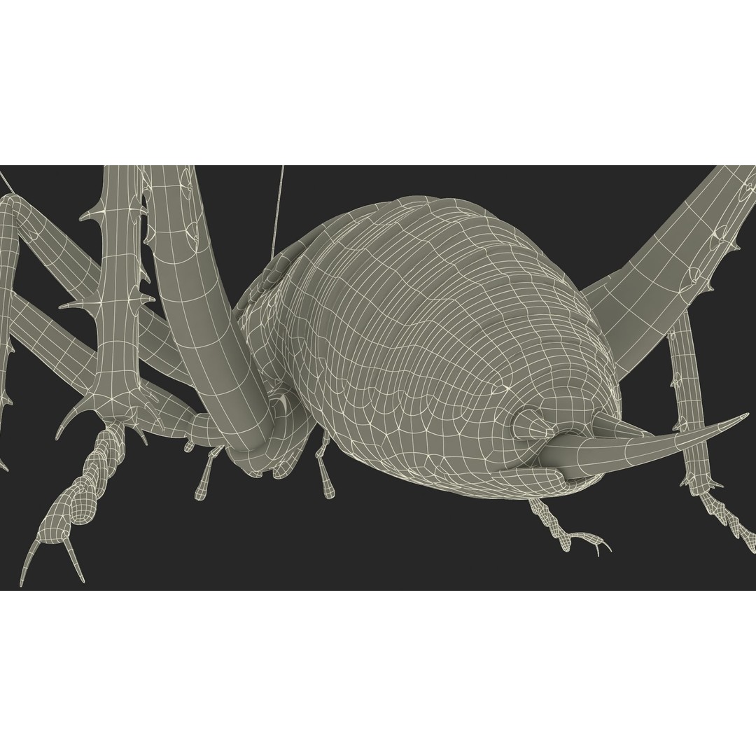 Weta Cricket 3D Model – High Quality Insect Model, FBX, PBR Textures - View 44