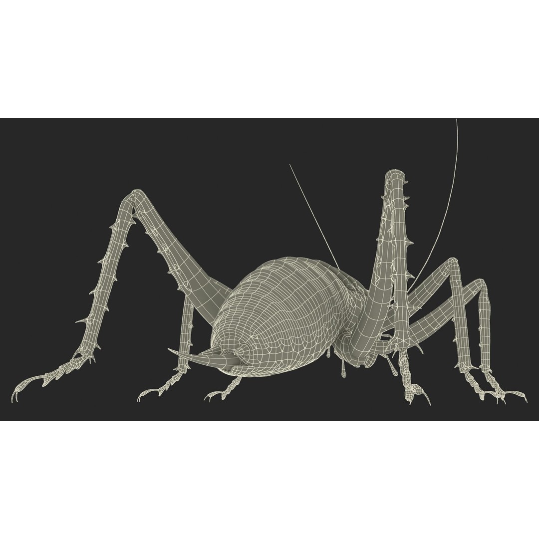 Weta Cricket 3D Model – High Quality Insect Model, FBX, PBR Textures - View 45