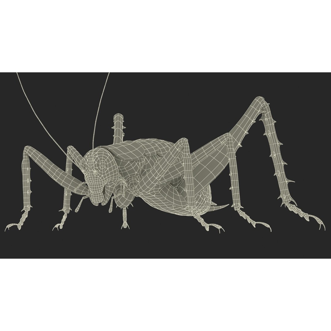Weta Cricket 3D Model – High Quality Insect Model, FBX, PBR Textures - View 46