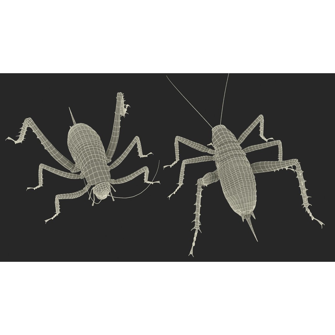 Weta Cricket 3D Model – High Quality Insect Model, FBX, PBR Textures - View 47