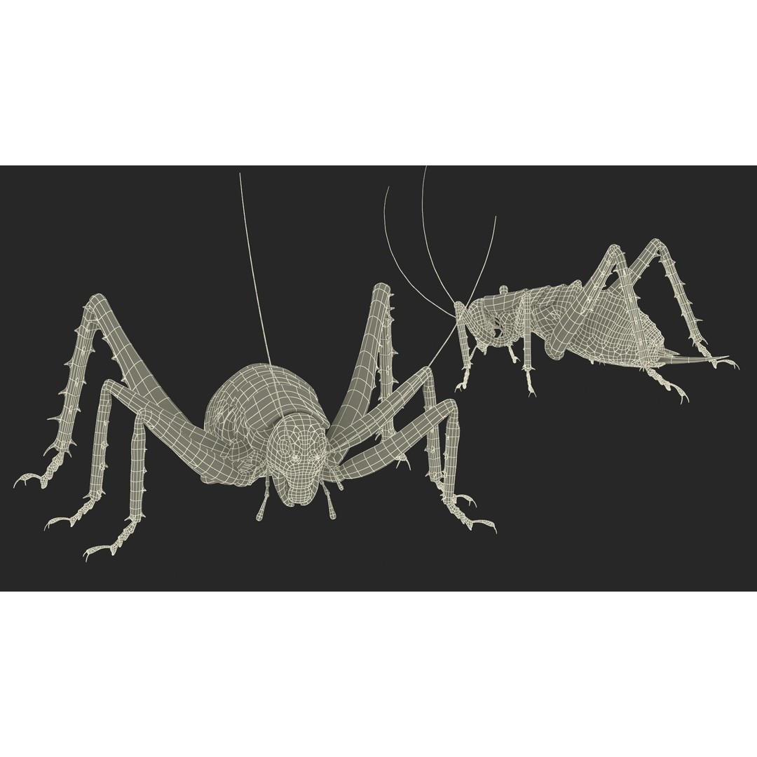 Weta Cricket 3D Model – High Quality Insect Model, FBX, PBR Textures - View 48