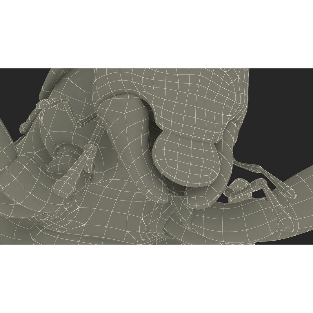 Weta Cricket 3D Model – High Quality Insect Model, FBX, PBR Textures - View 49