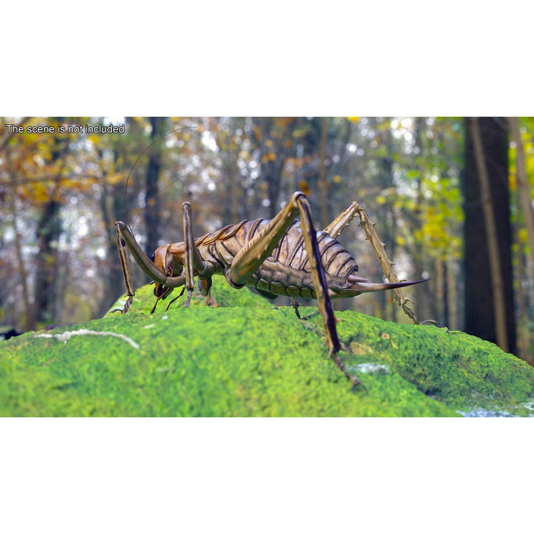 Weta Cricket 3D Model – High Quality Insect Model, FBX, PBR Textures - View 5