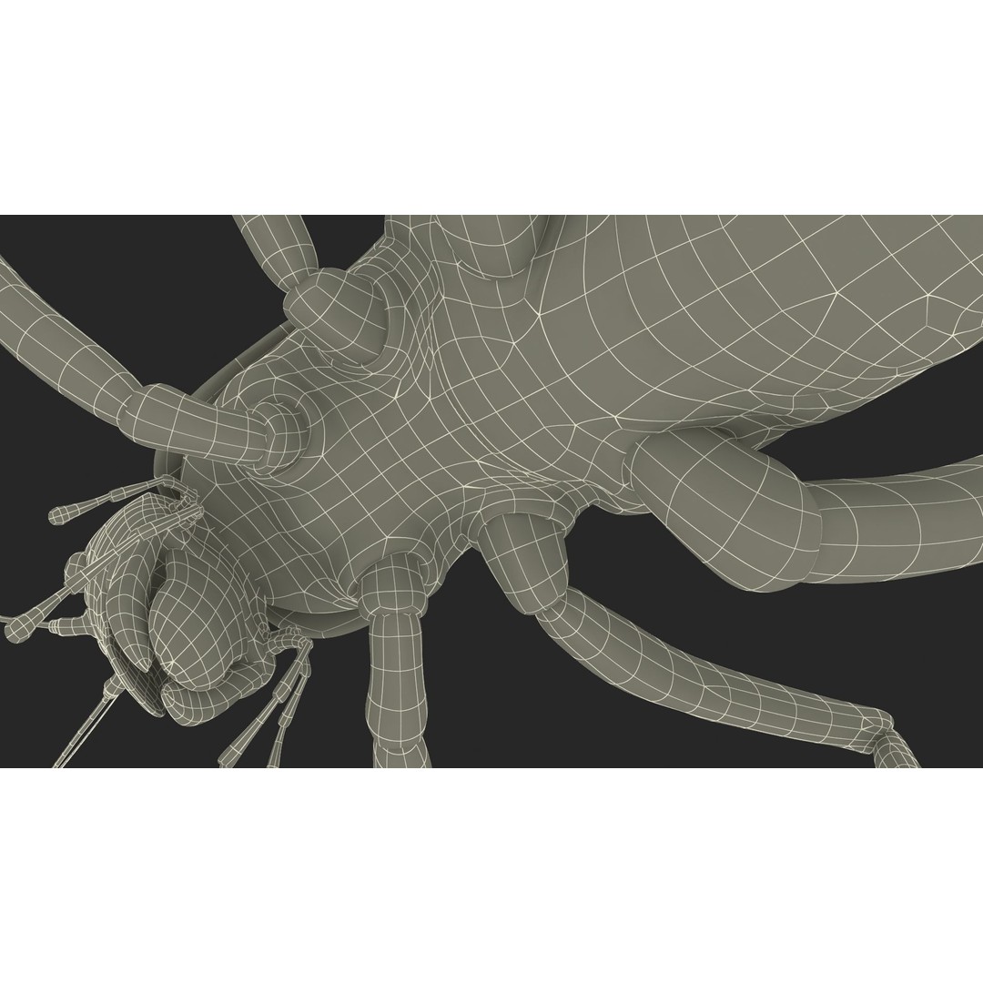 Weta Cricket 3D Model – High Quality Insect Model, FBX, PBR Textures - View 50