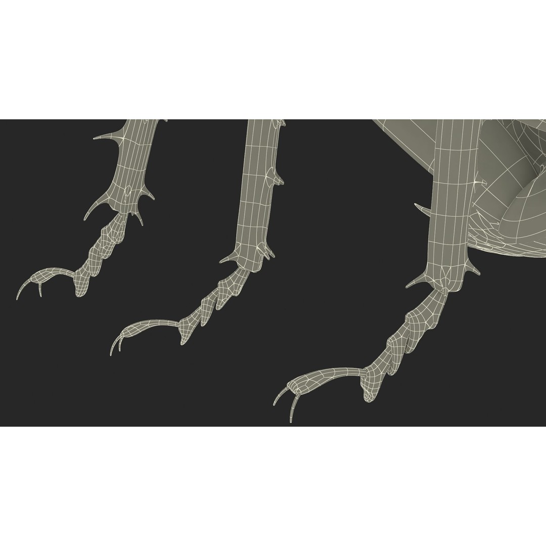 Weta Cricket 3D Model – High Quality Insect Model, FBX, PBR Textures - View 51