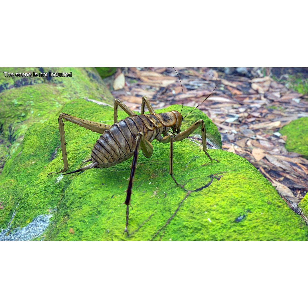 Weta Cricket 3D Model – High Quality Insect Model, FBX, PBR Textures - View 6