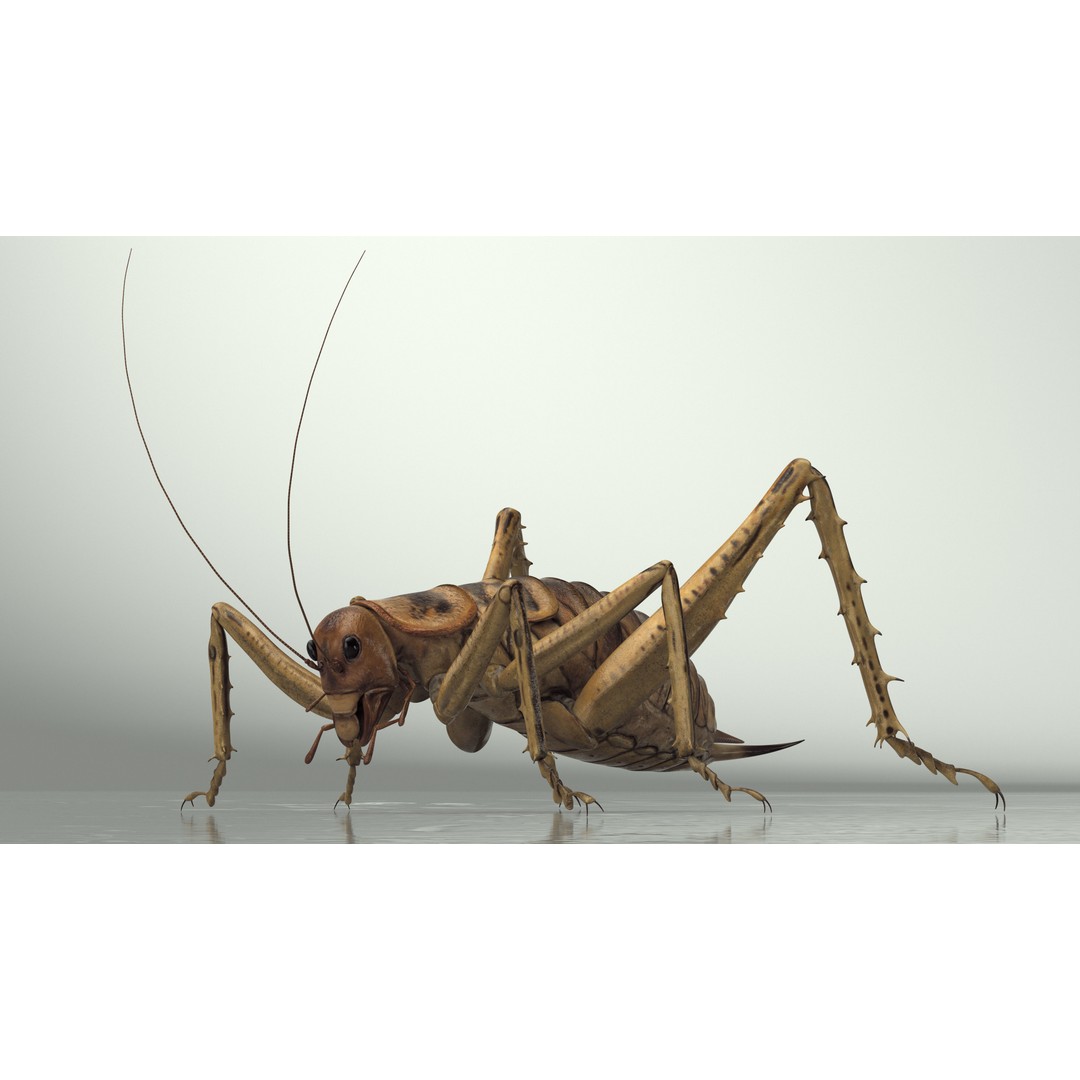 Weta Cricket 3D Model – High Quality Insect Model, FBX, PBR Textures - View 7