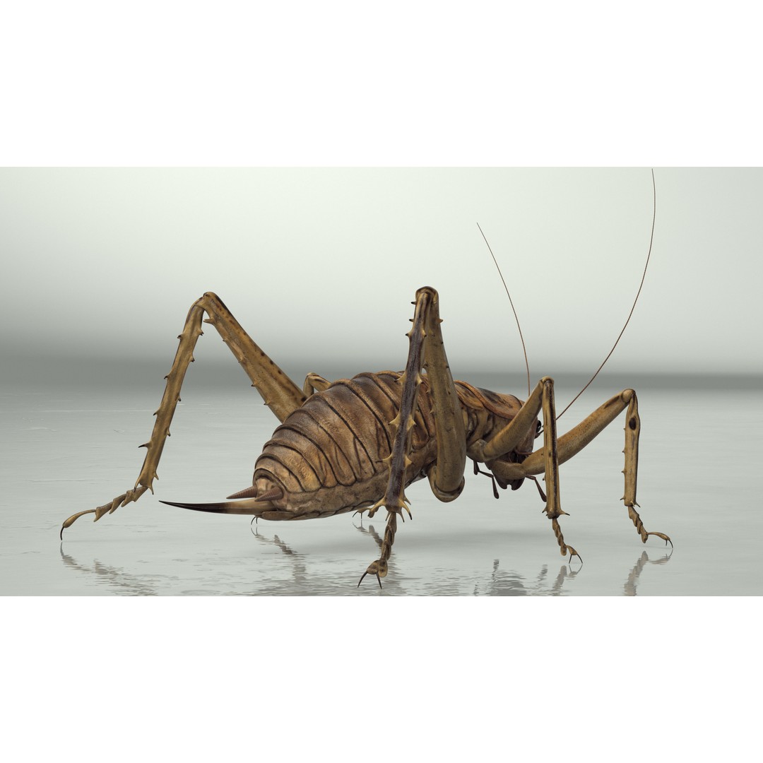 Weta Cricket 3D Model – High Quality Insect Model, FBX, PBR Textures - View 8