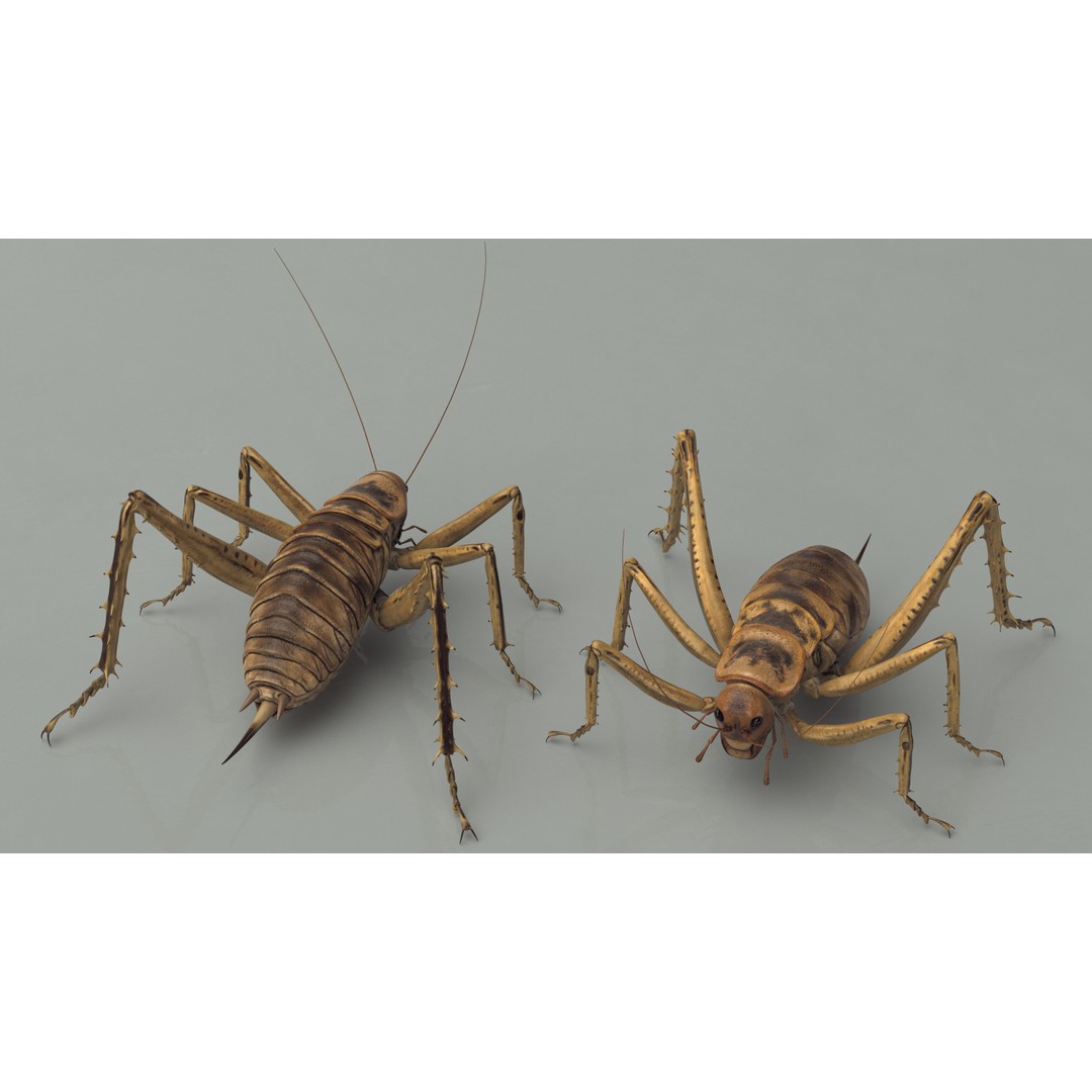 Weta Cricket 3D Model – High Quality Insect Model, FBX, PBR Textures - View 9