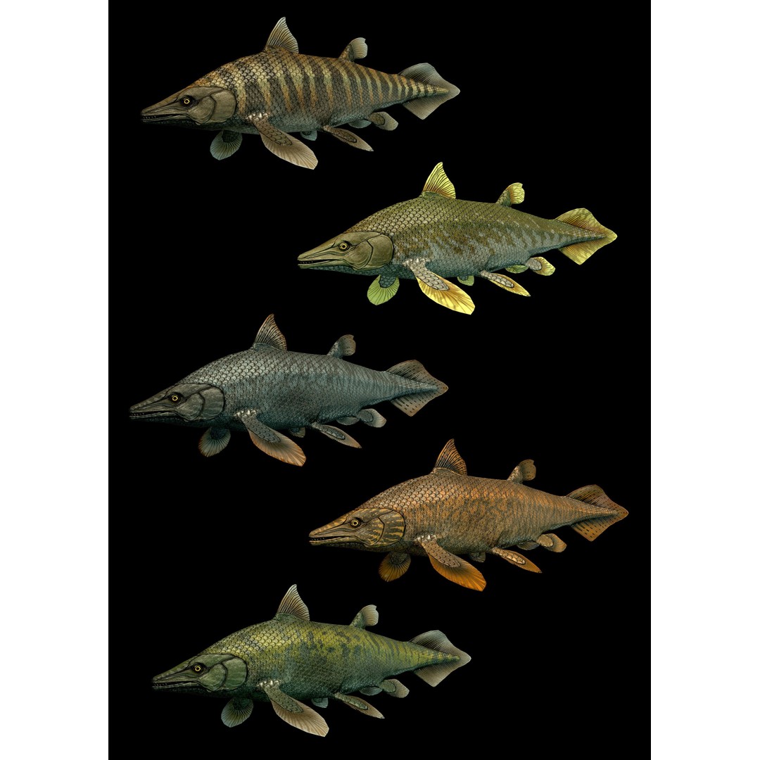 Prehistoric Fish 3D Model – Low Poly Animated Asset, FBX, PBR - View 3