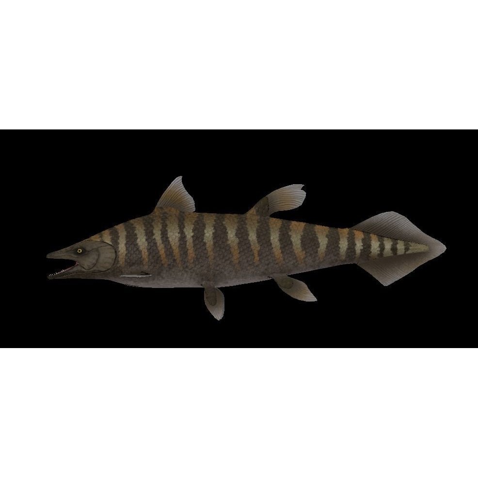 Prehistoric Fish 3D Model – Low Poly Animated Asset, FBX, PBR - View 9