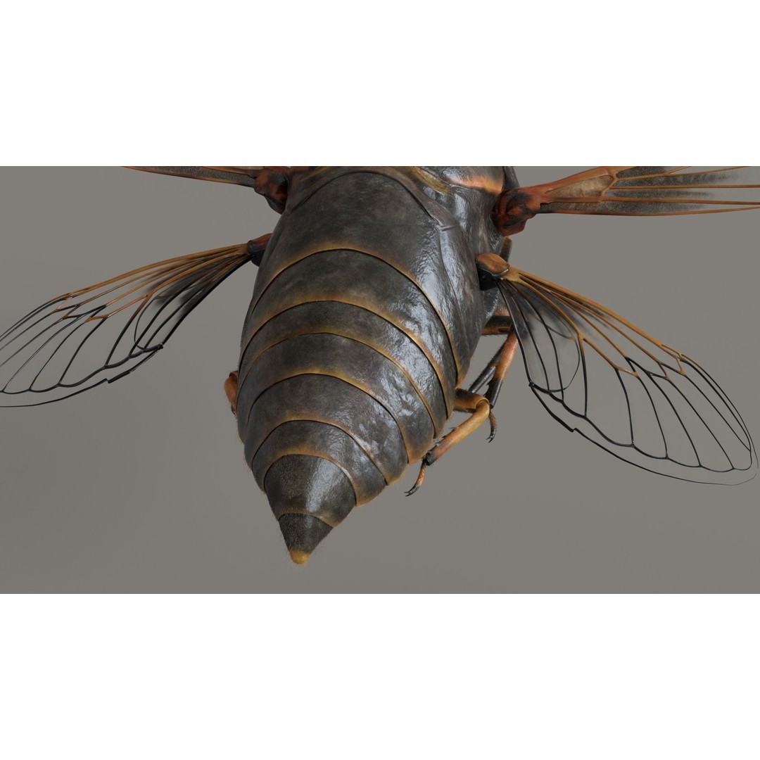 Cicada 3D Model – Realistic Animated Insect with Rigging and Textures - View 10