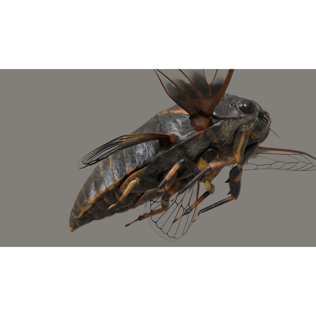 Cicada 3D Model – Realistic Animated Insect with Rigging and Textures - View 11