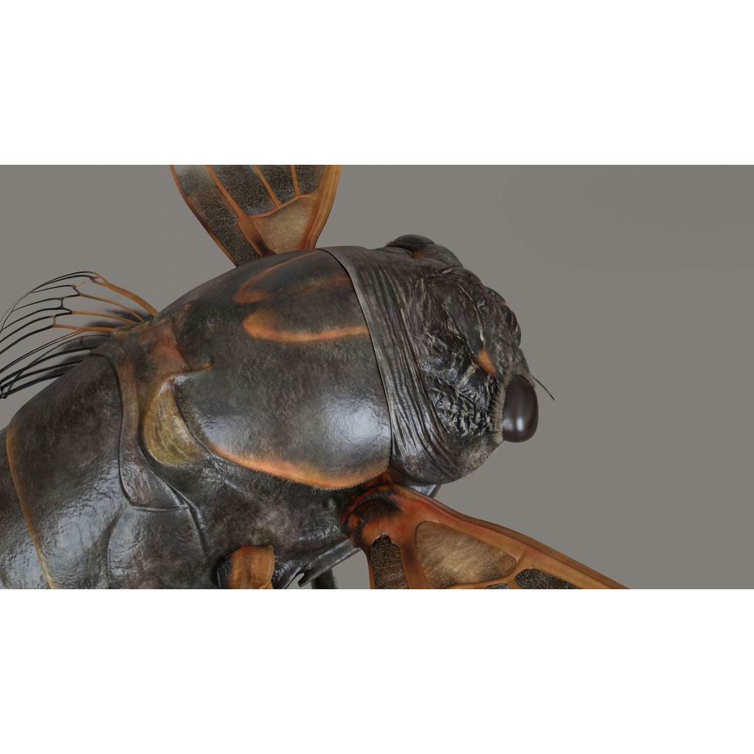 Cicada 3D Model – Realistic Animated Insect with Rigging and Textures - View 12