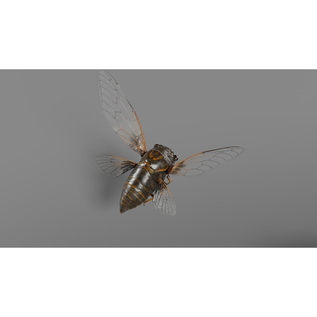 Cicada 3D Model – Realistic Animated Insect with Rigging and Textures - View 13