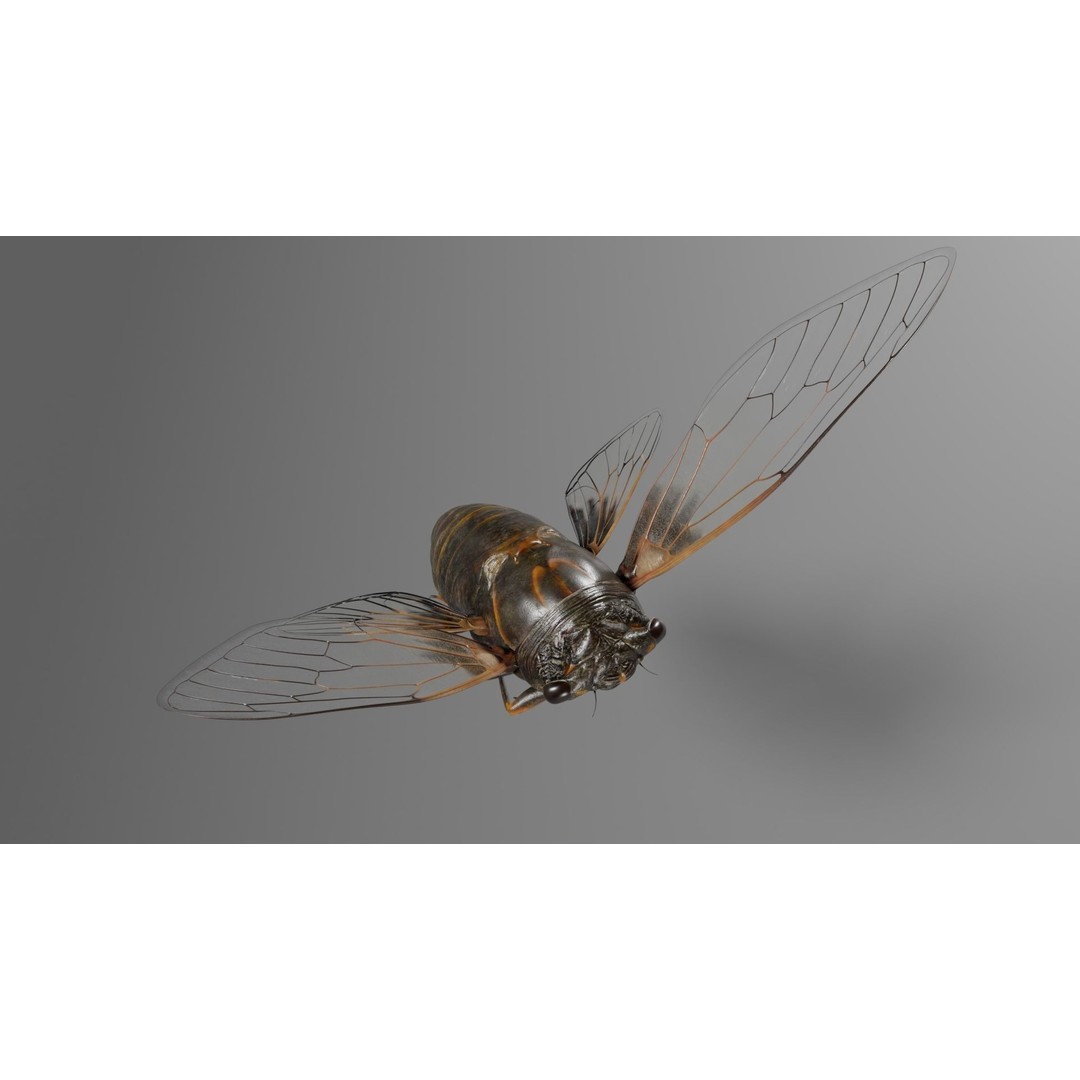 Cicada 3D Model – Realistic Animated Insect with Rigging and Textures - View 14