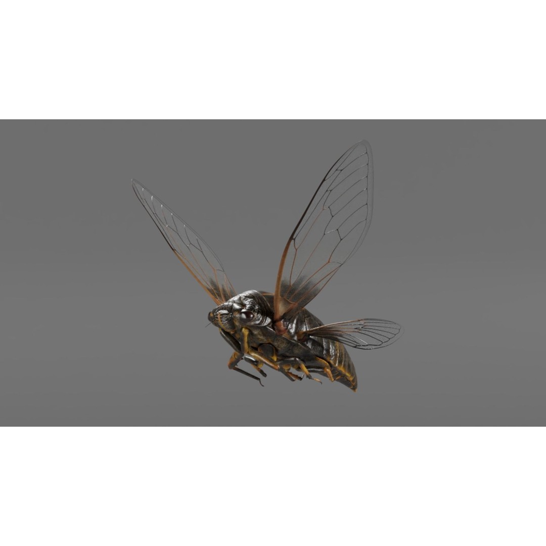 Cicada 3D Model – Realistic Animated Insect with Rigging and Textures - View 15
