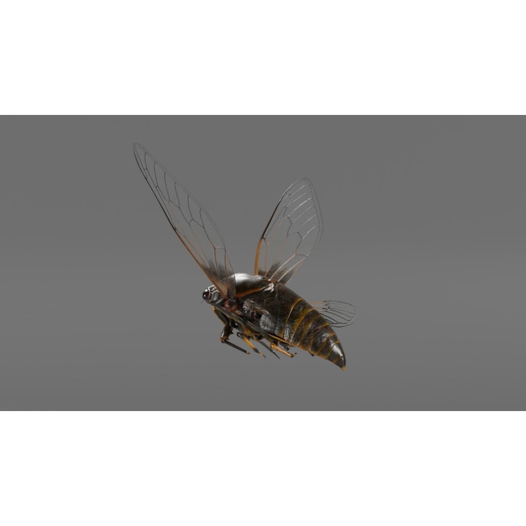 Cicada 3D Model – Realistic Animated Insect with Rigging and Textures - View 16