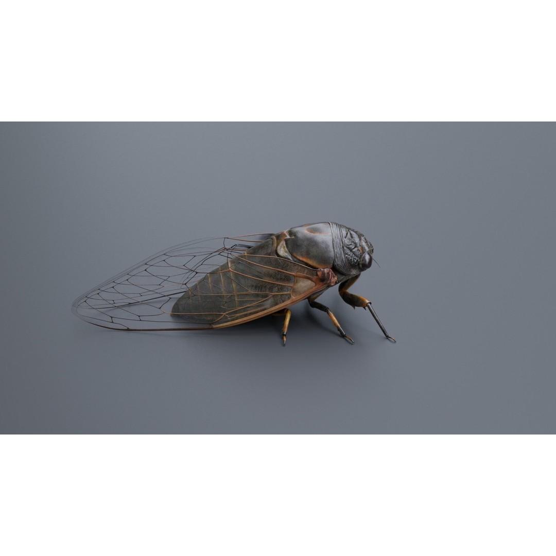 Cicada 3D Model – Realistic Animated Insect with Rigging and Textures - View 17