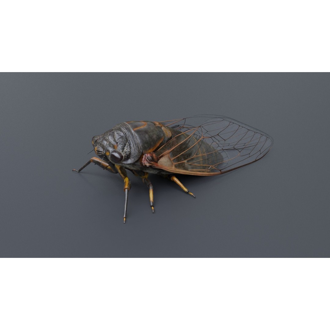 Cicada 3D Model – Realistic Animated Insect with Rigging and Textures - View 18
