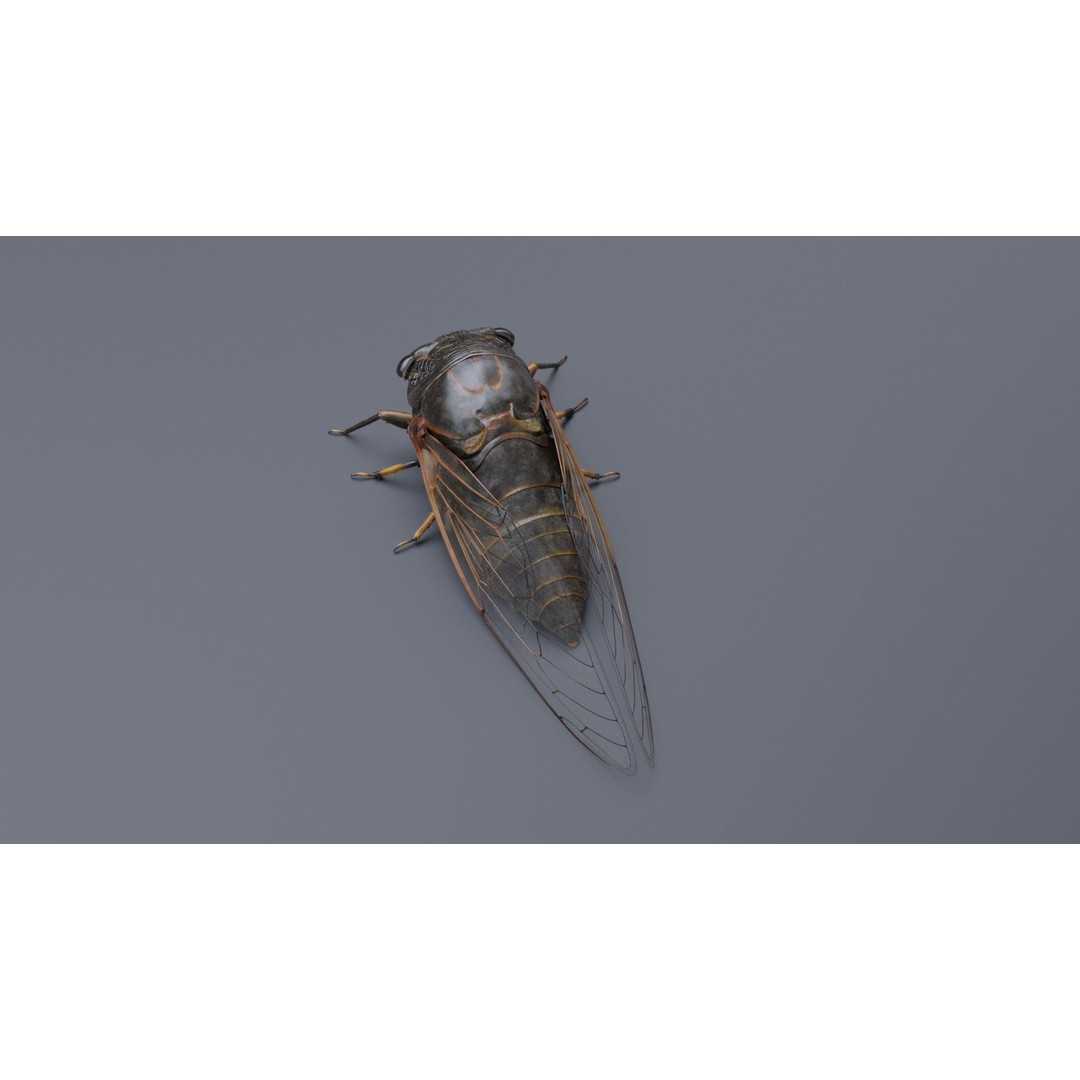 Cicada 3D Model – Realistic Animated Insect with Rigging and Textures - View 19
