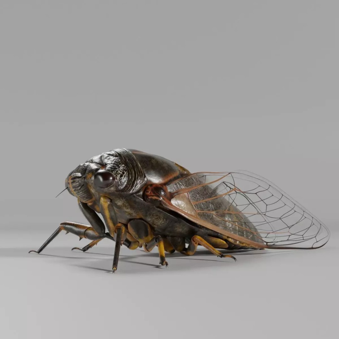 Cicada 3D Model – Realistic Animated Insect with Rigging and Textures - View 2
