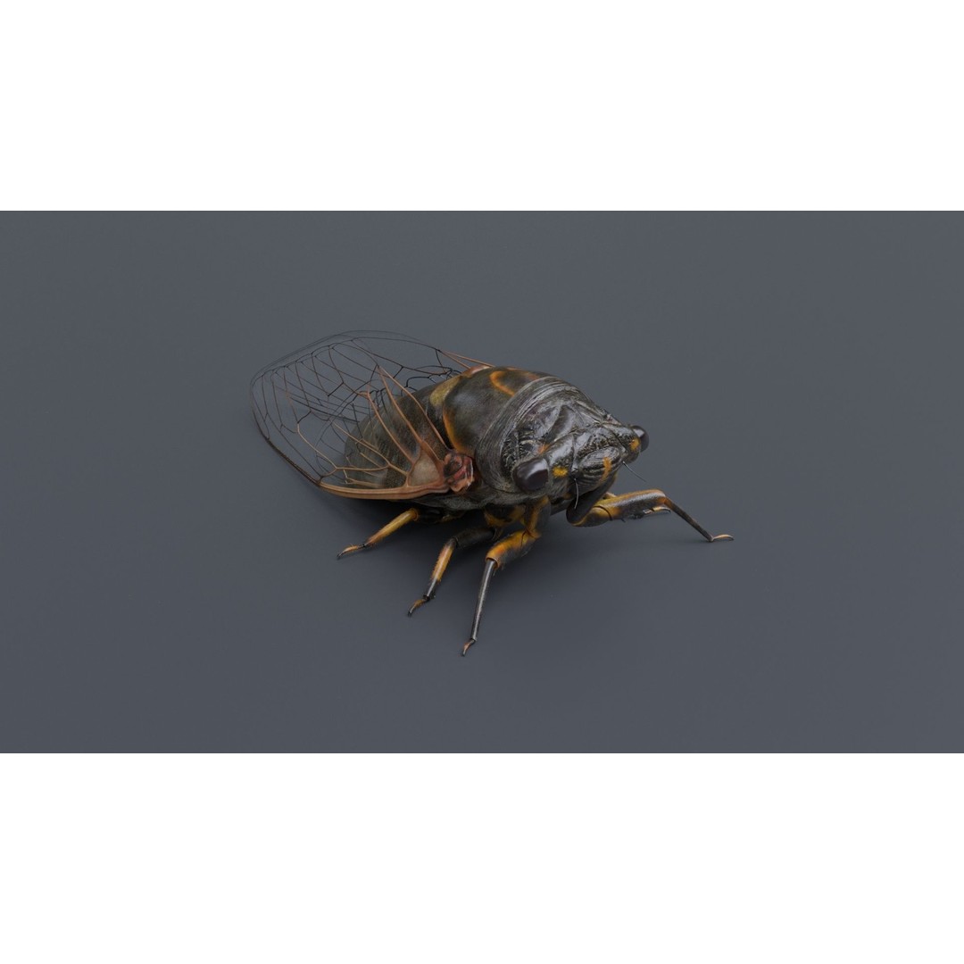 Cicada 3D Model – Realistic Animated Insect with Rigging and Textures - View 20
