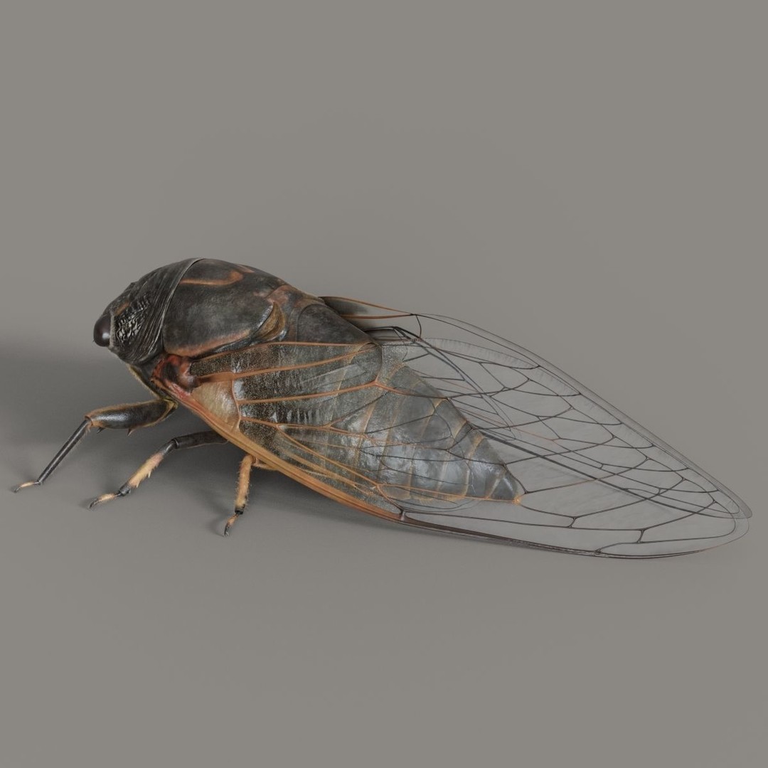 Cicada 3D Model – Realistic Animated Insect with Rigging and Textures - View 21