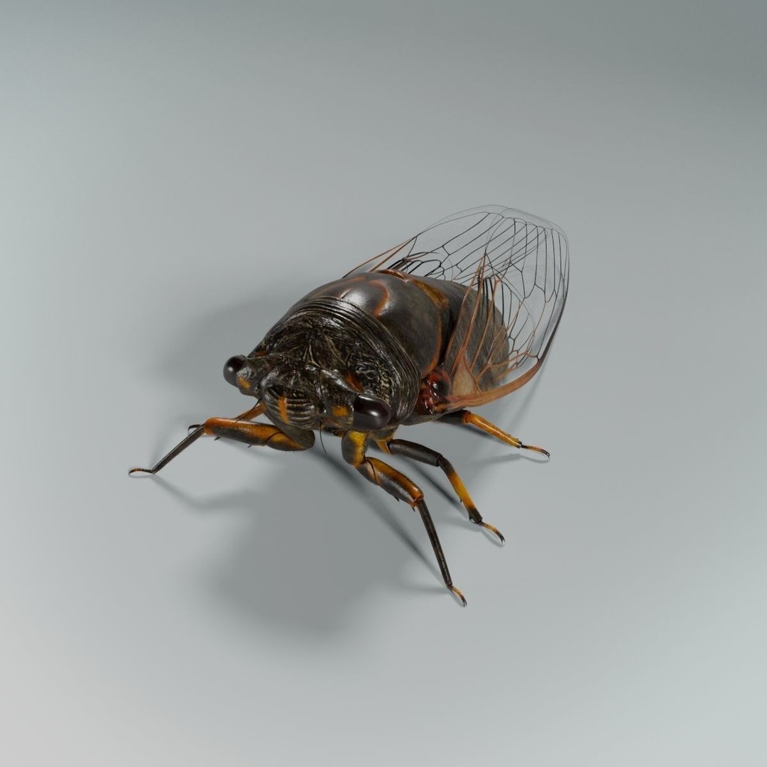 Cicada 3D Model – Realistic Animated Insect with Rigging and Textures - View 22