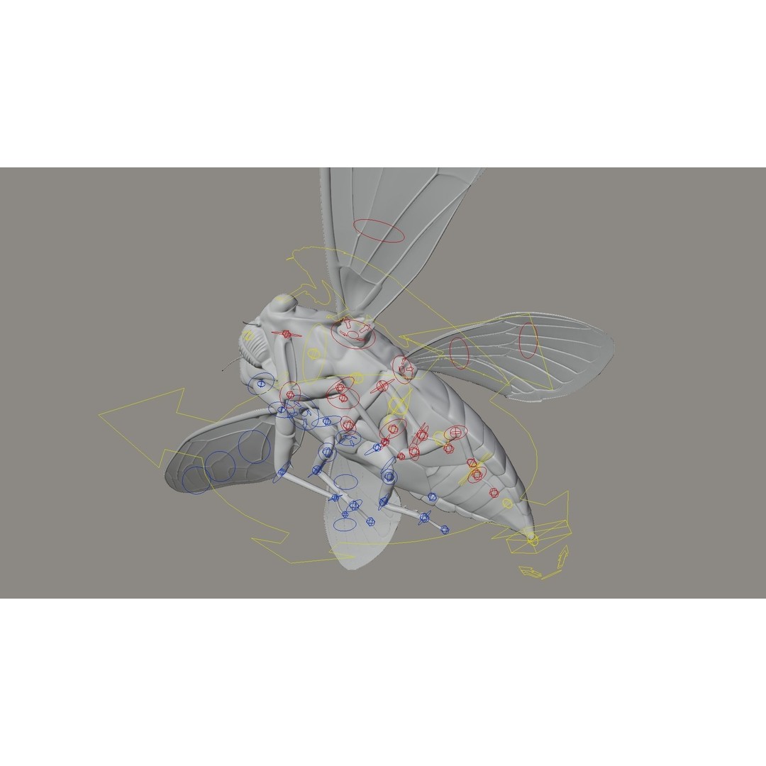 Cicada 3D Model – Realistic Animated Insect with Rigging and Textures - View 24