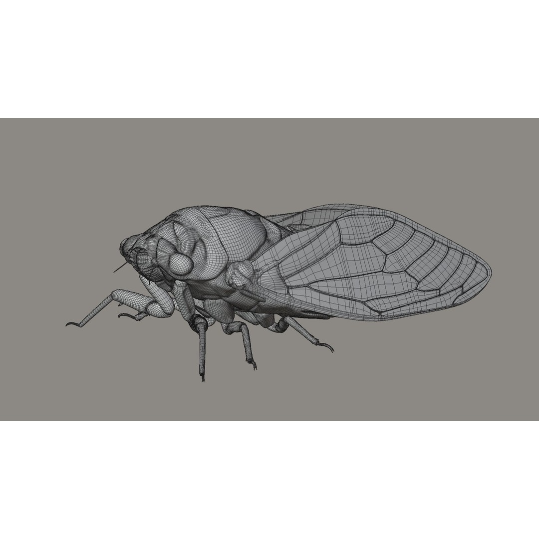 Cicada 3D Model – Realistic Animated Insect with Rigging and Textures - View 26