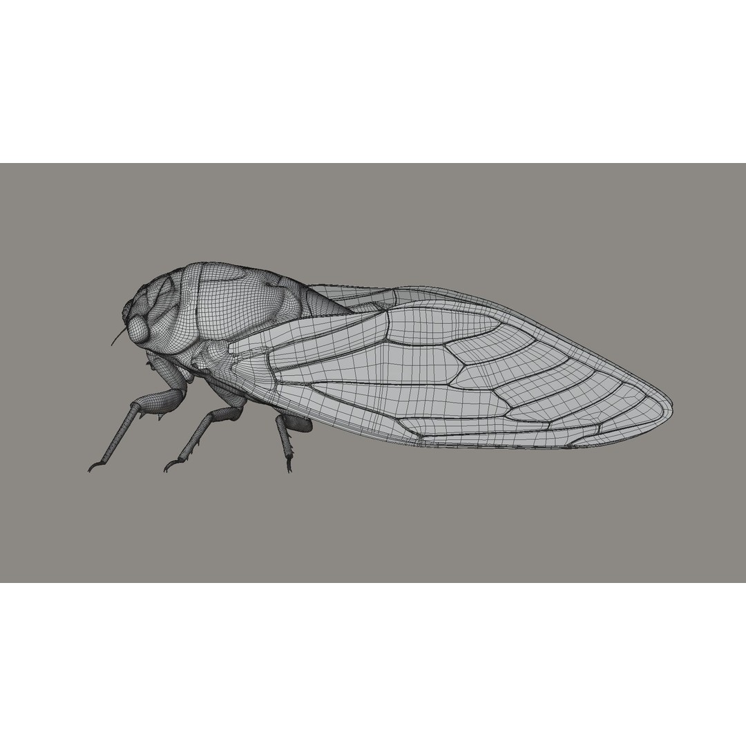Cicada 3D Model – Realistic Animated Insect with Rigging and Textures - View 27