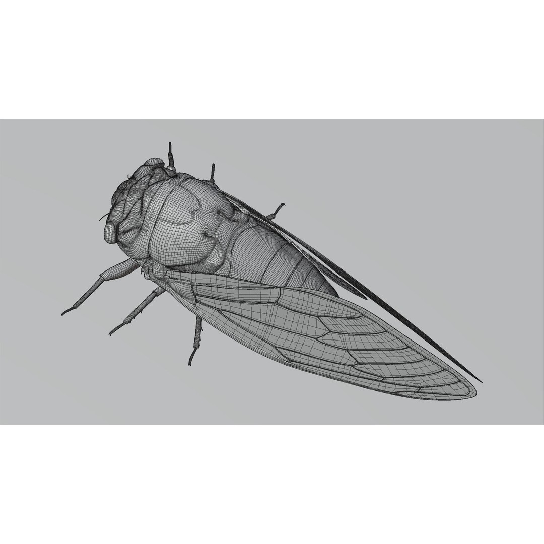 Cicada 3D Model – Realistic Animated Insect with Rigging and Textures - View 28