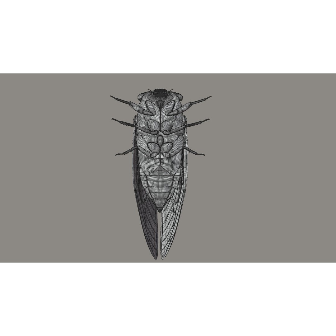 Cicada 3D Model – Realistic Animated Insect with Rigging and Textures - View 29