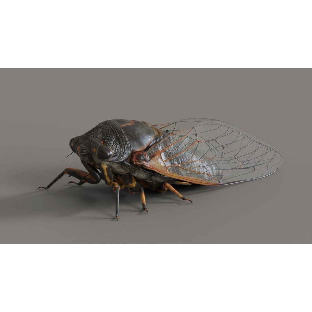 Cicada 3D Model – Realistic Animated Insect with Rigging and Textures - View 3