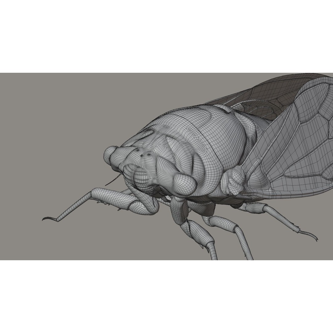 Cicada 3D Model – Realistic Animated Insect with Rigging and Textures - View 30