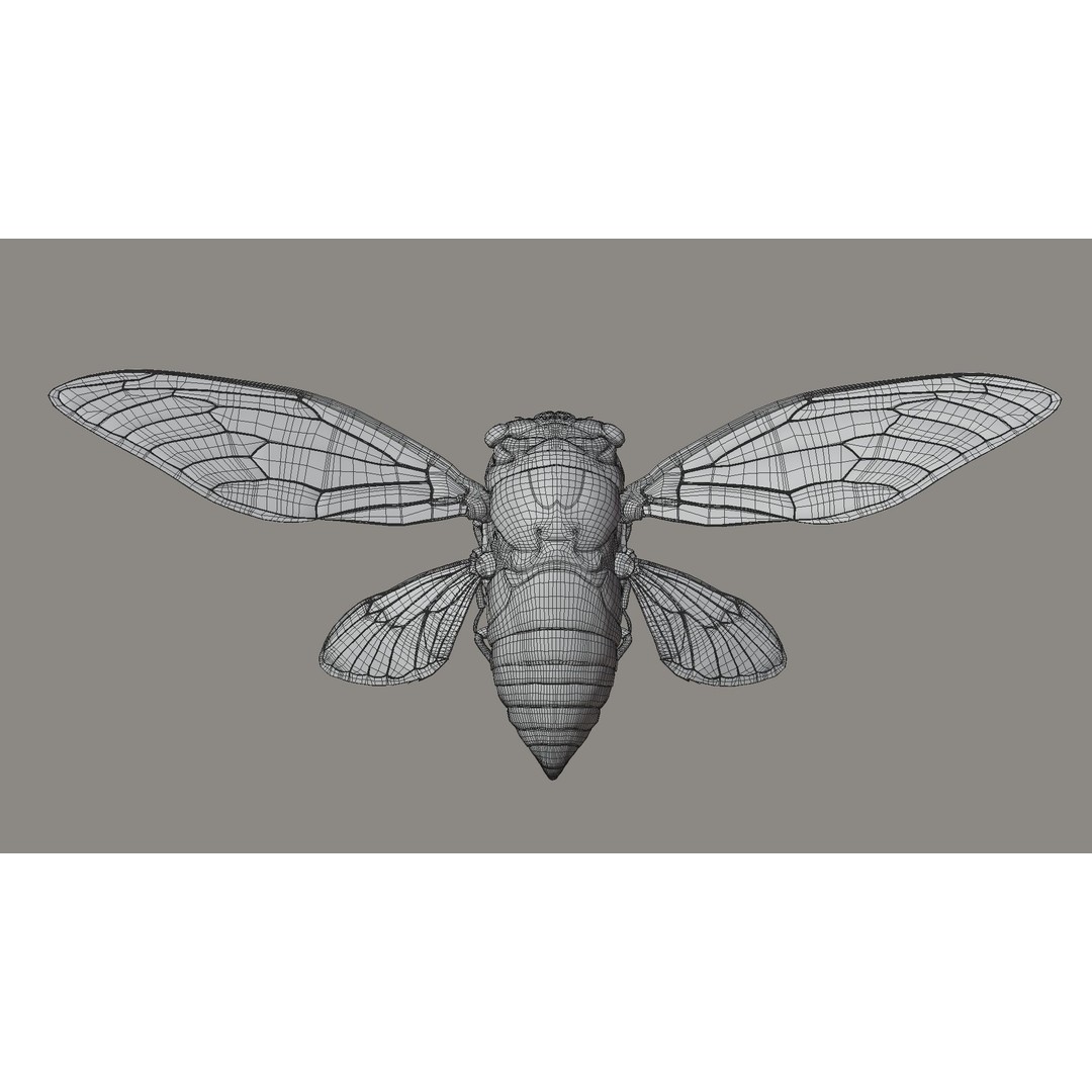 Cicada 3D Model – Realistic Animated Insect with Rigging and Textures - View 31