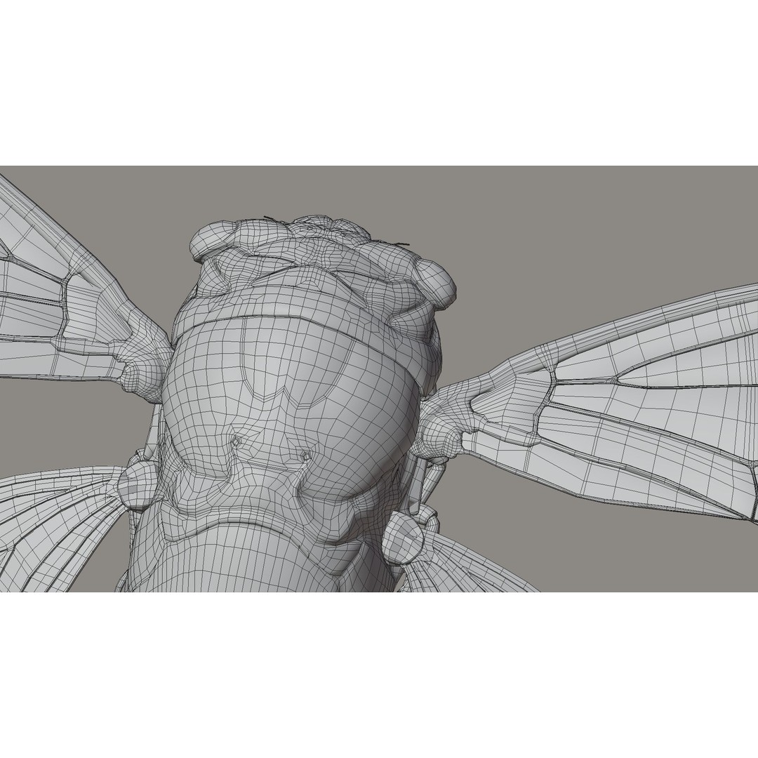 Cicada 3D Model – Realistic Animated Insect with Rigging and Textures - View 32