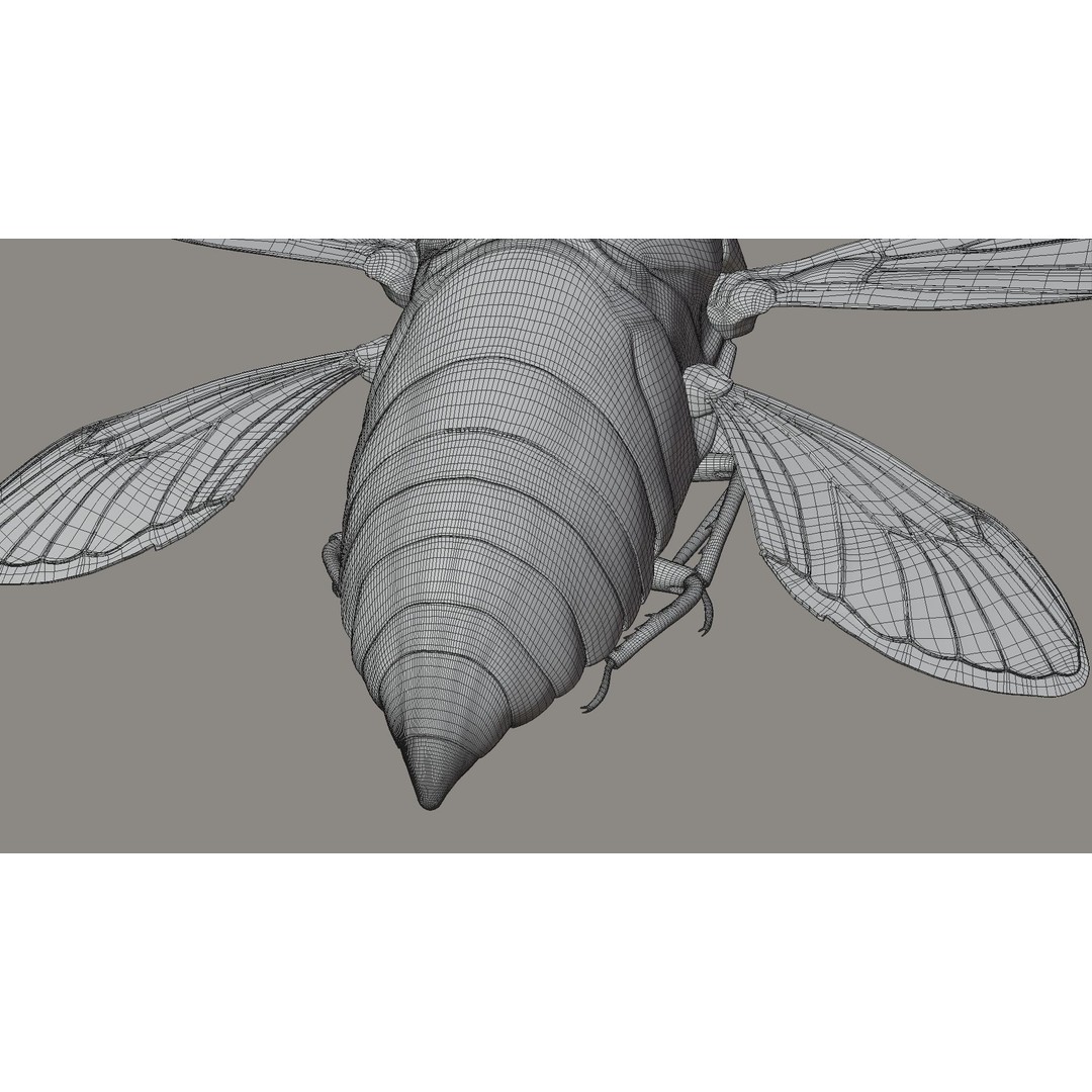 Cicada 3D Model – Realistic Animated Insect with Rigging and Textures - View 33