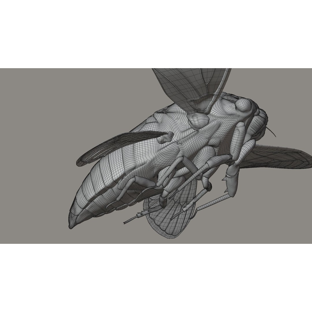Cicada 3D Model – Realistic Animated Insect with Rigging and Textures - View 34