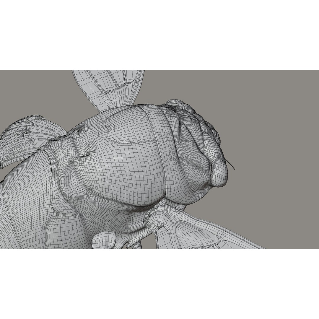 Cicada 3D Model – Realistic Animated Insect with Rigging and Textures - View 35
