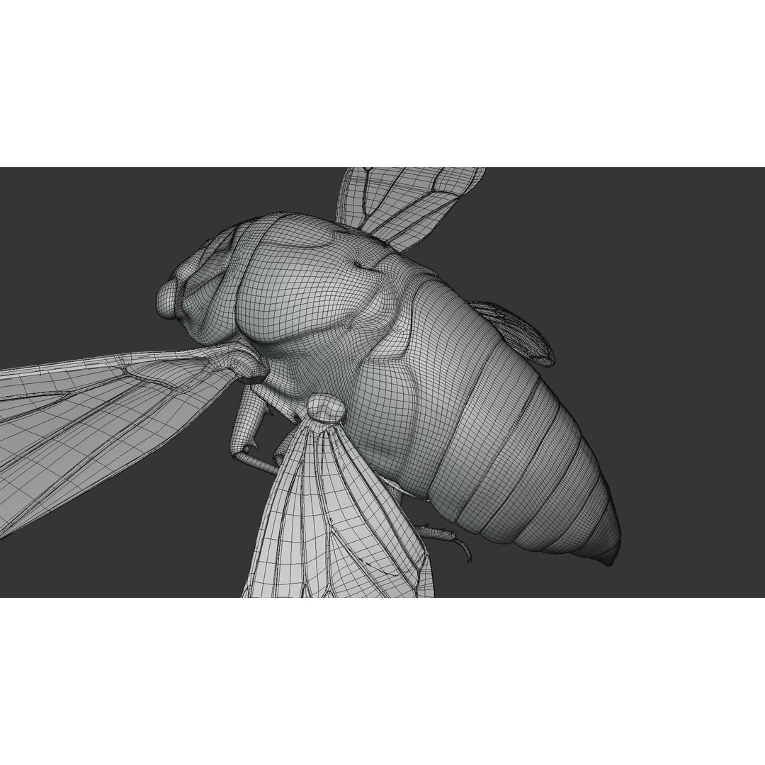 Cicada 3D Model – Realistic Animated Insect with Rigging and Textures - View 36