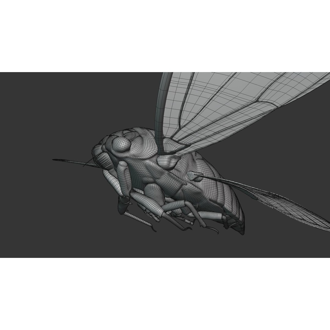 Cicada 3D Model – Realistic Animated Insect with Rigging and Textures - View 37