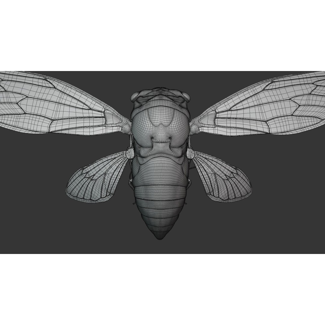 Cicada 3D Model – Realistic Animated Insect with Rigging and Textures - View 38