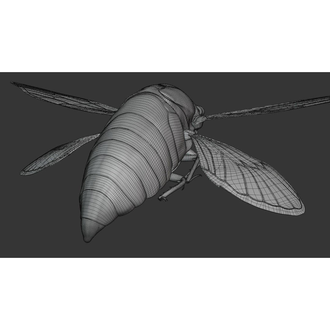 Cicada 3D Model – Realistic Animated Insect with Rigging and Textures - View 39