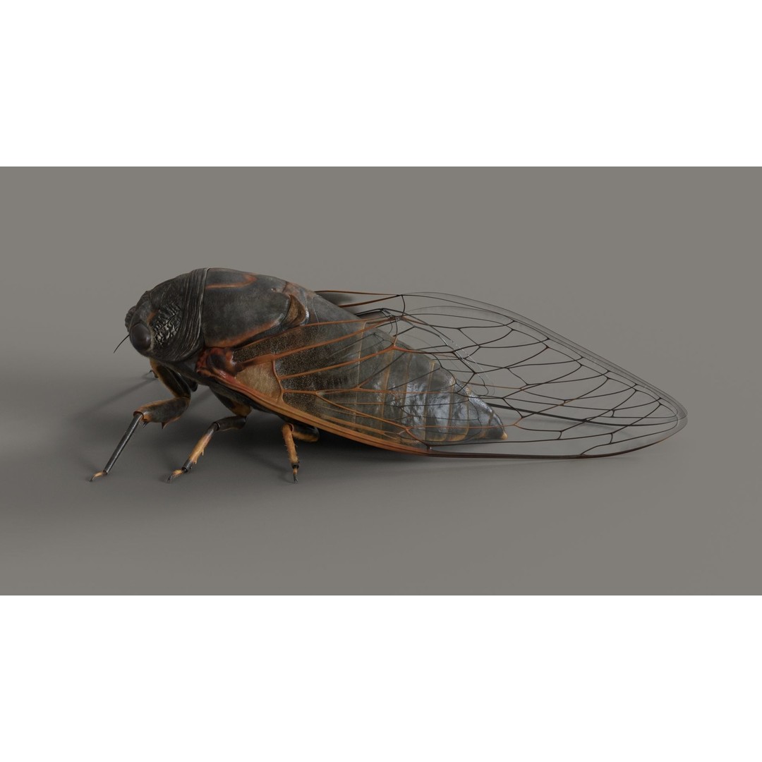 Cicada 3D Model – Realistic Animated Insect with Rigging and Textures - View 4