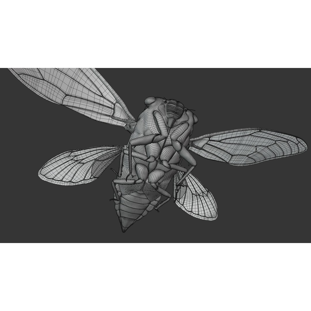 Cicada 3D Model – Realistic Animated Insect with Rigging and Textures - View 40