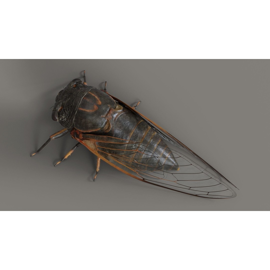 Cicada 3D Model – Realistic Animated Insect with Rigging and Textures - View 5