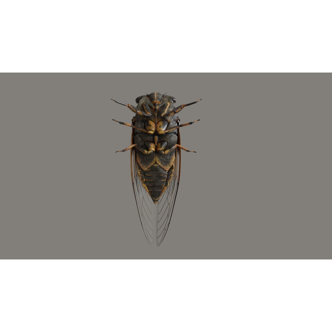 Cicada 3D Model – Realistic Animated Insect with Rigging and Textures - View 6